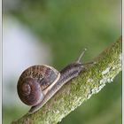 Escargot