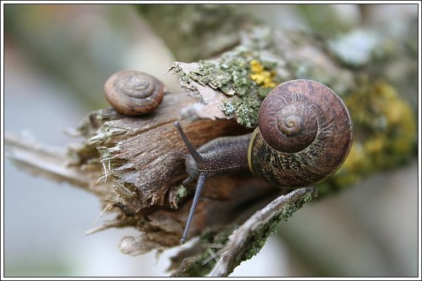 Escargot 2