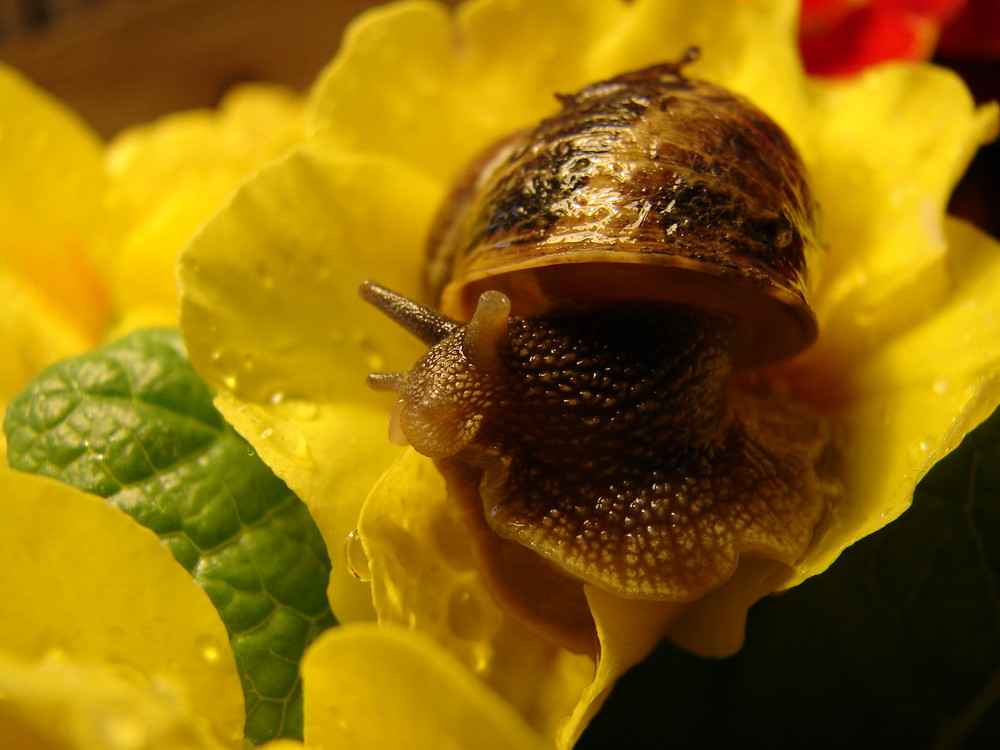 escargot