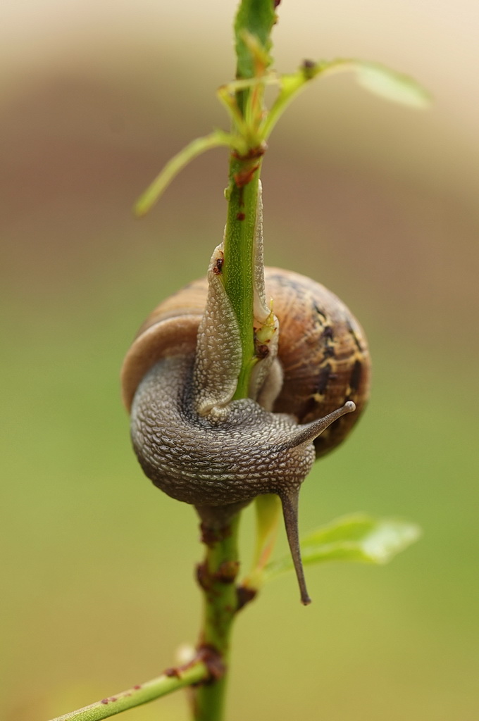 Escargot