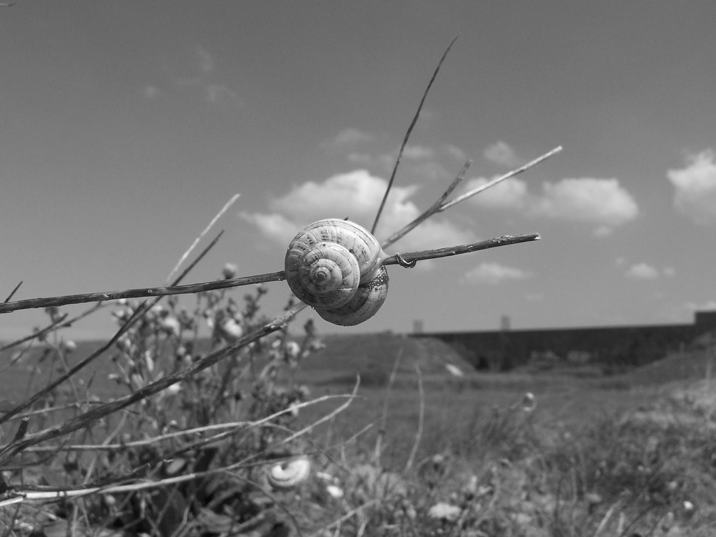 Escargot