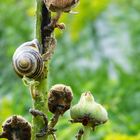 escargot