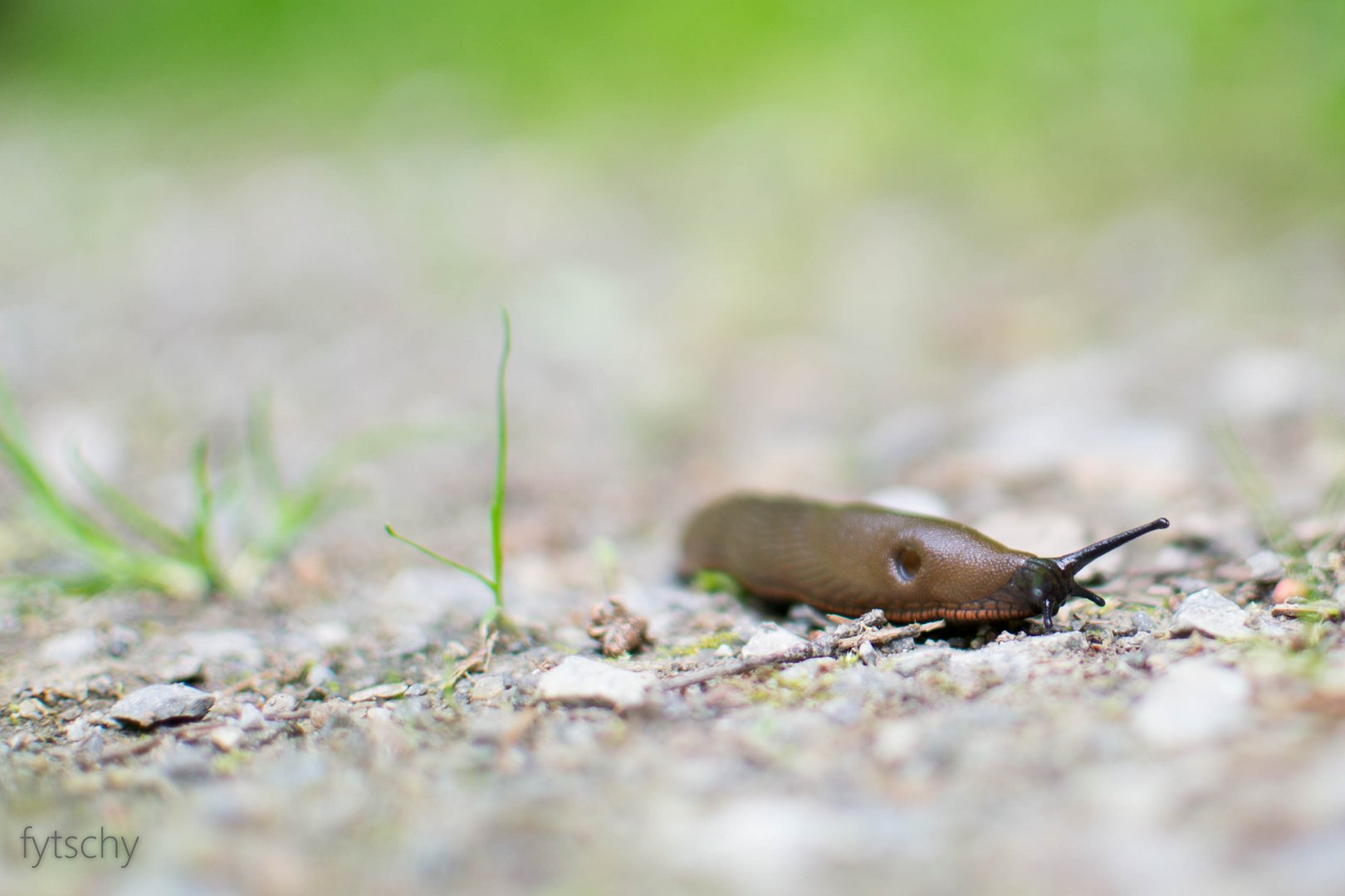 escargot