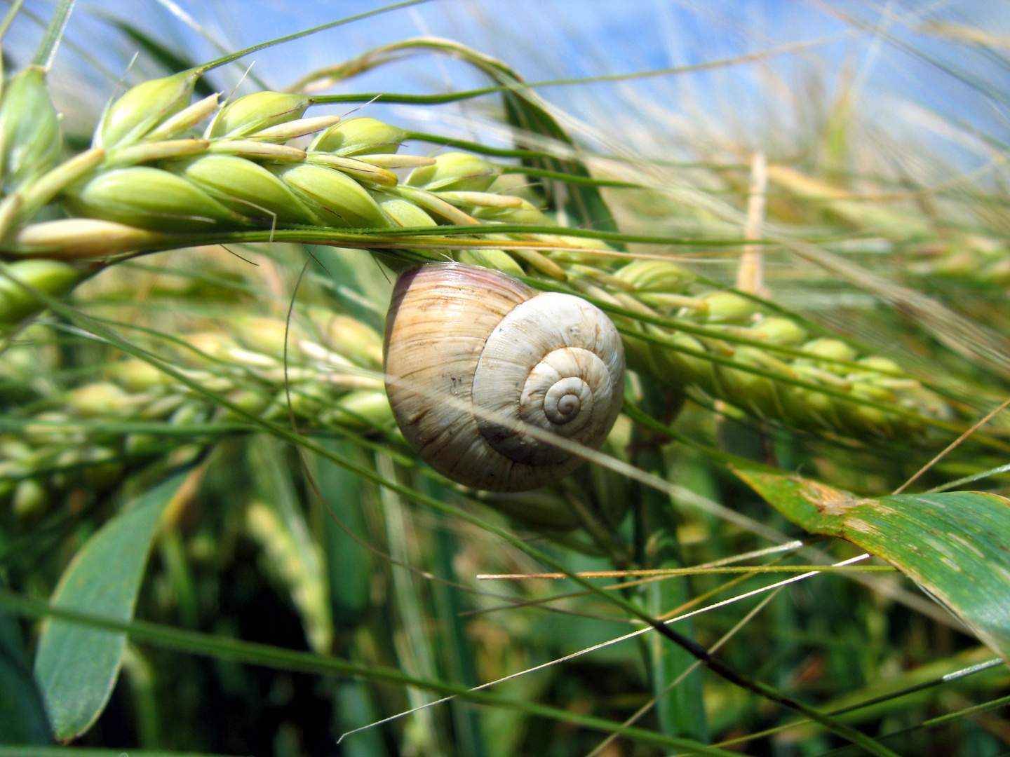 escargot