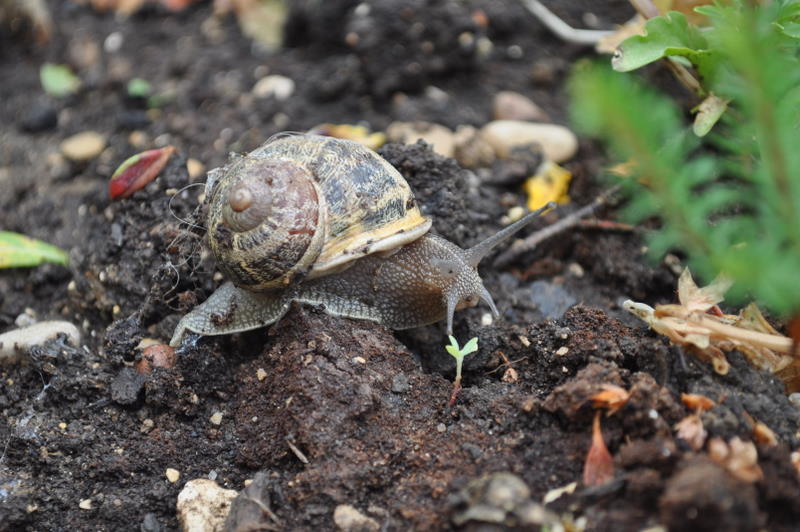 escargot