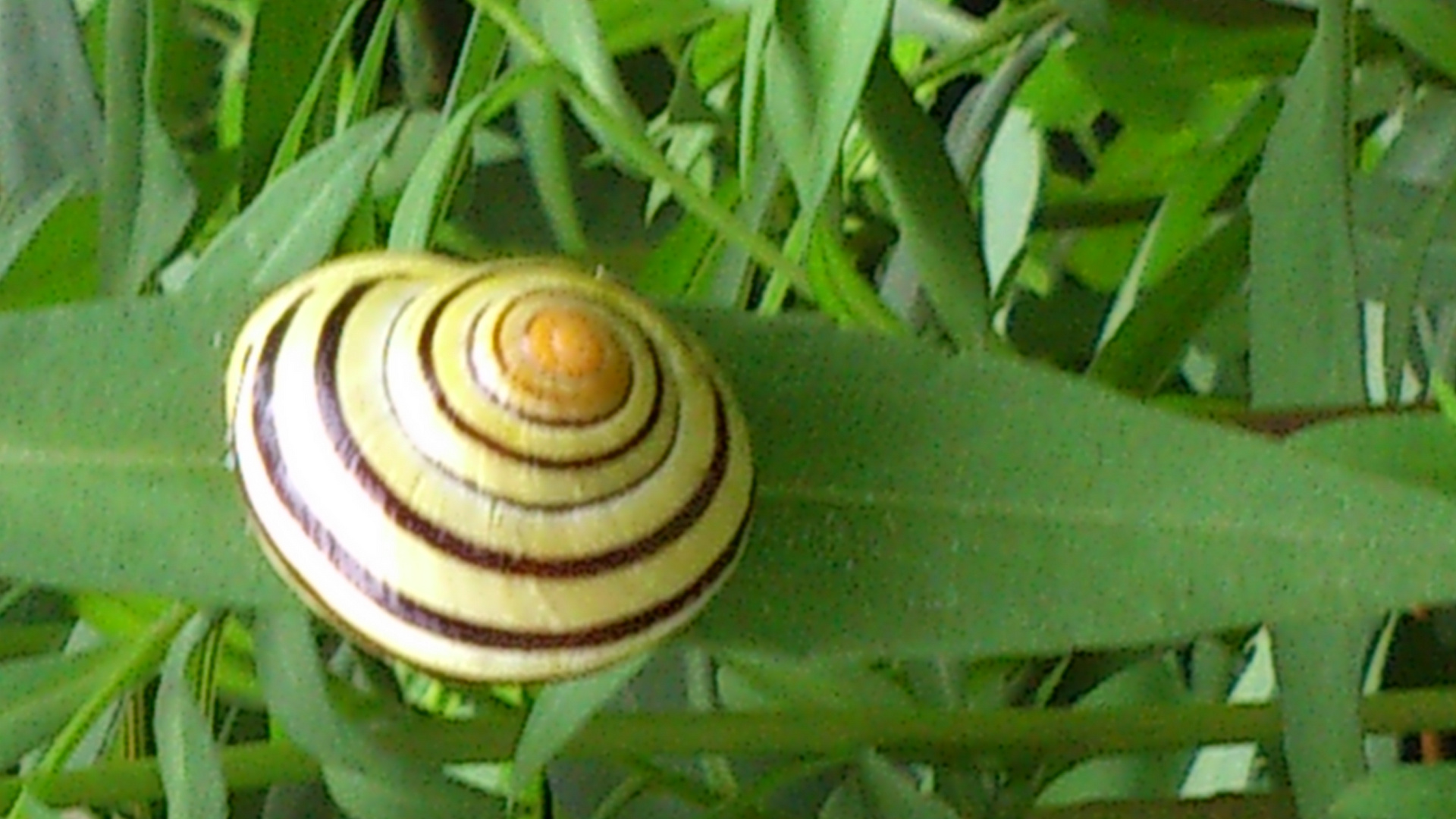 Escargot