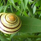 Escargot