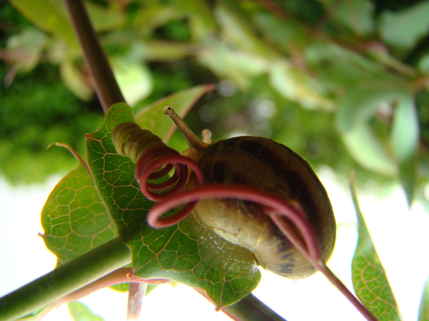 escargot