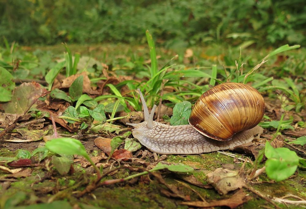 escargot