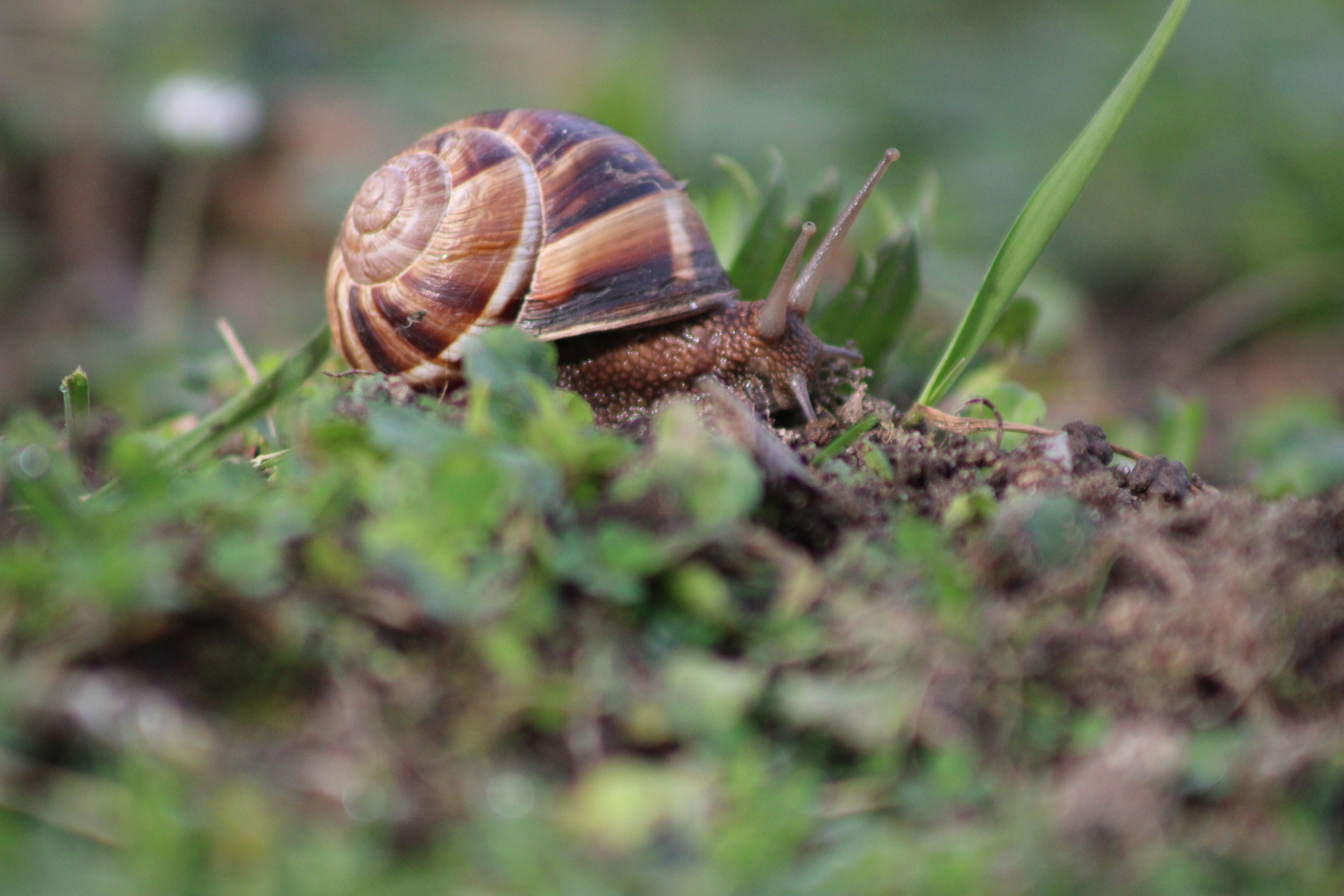 Escargot 