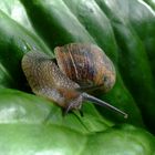 escargot