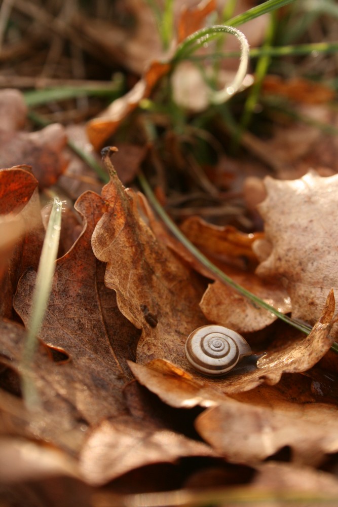 Escargot