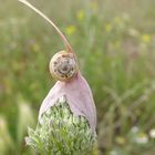 escargot a la fleur d'ail