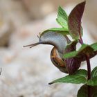 Escargot à la menthe