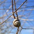 Escargot à la plage