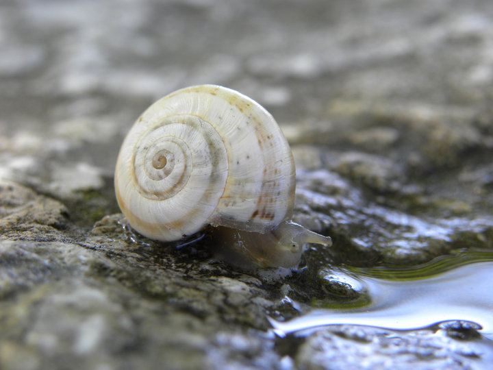 Escargot à l'abbreuvoir