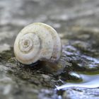 Escargot à l'abbreuvoir