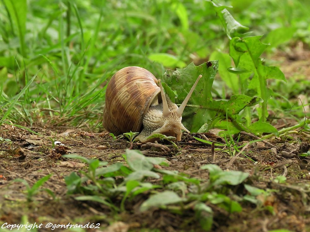 escargot