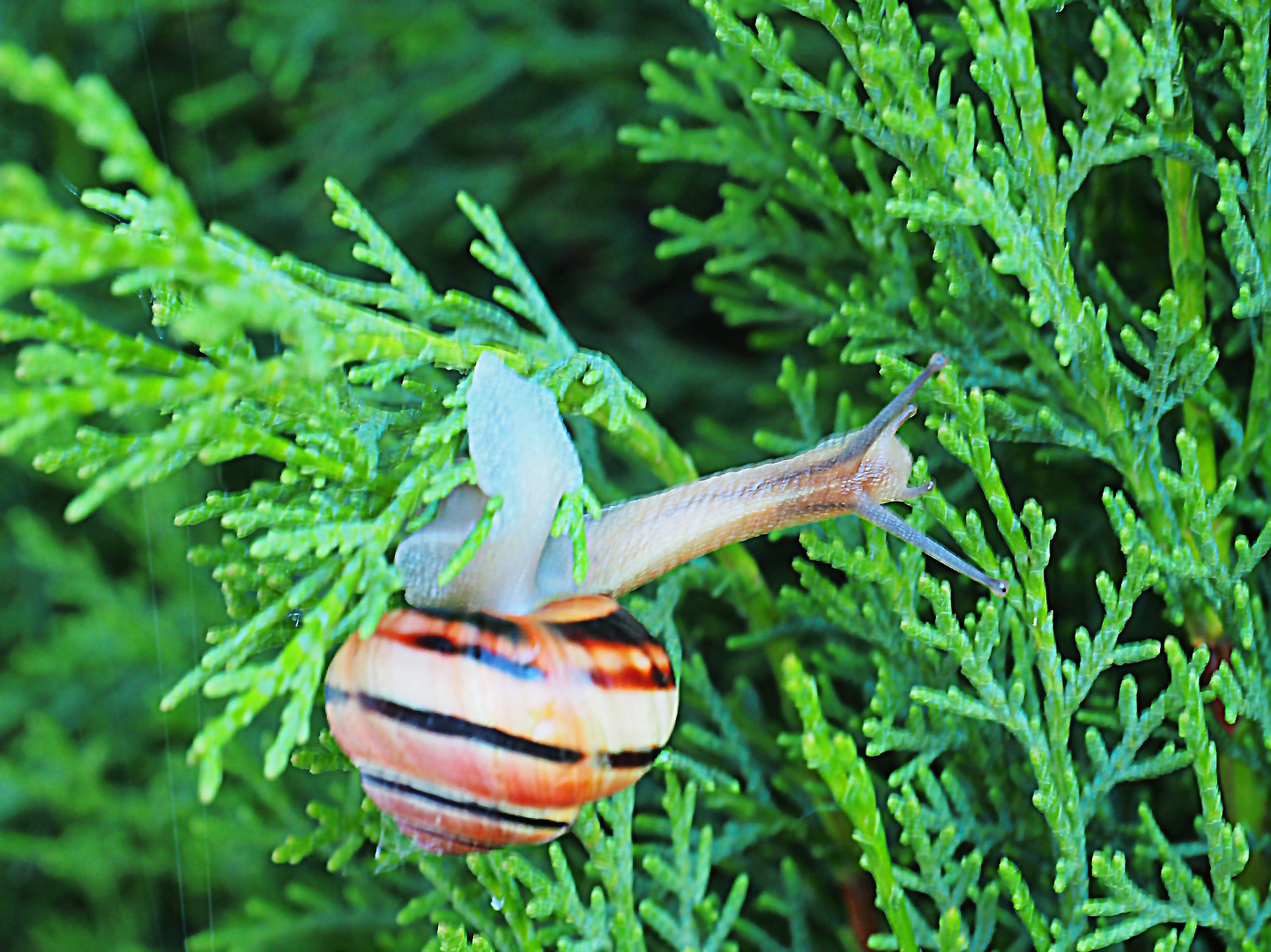 Escargot acrobate