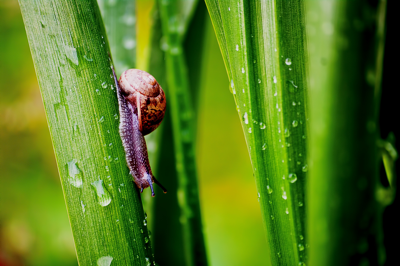 escargot après la pluie !!!