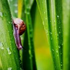 escargot après la pluie !!!