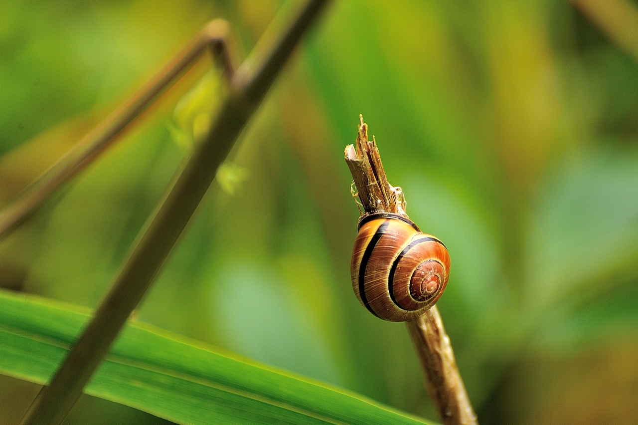 Escargot au repos