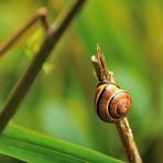 Escargot au repos