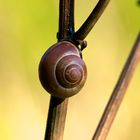 Escargot au repos