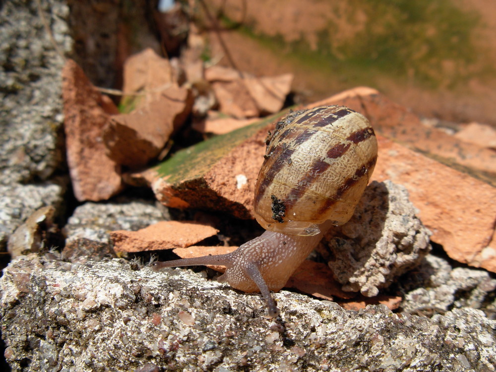 Escargot au Soleil