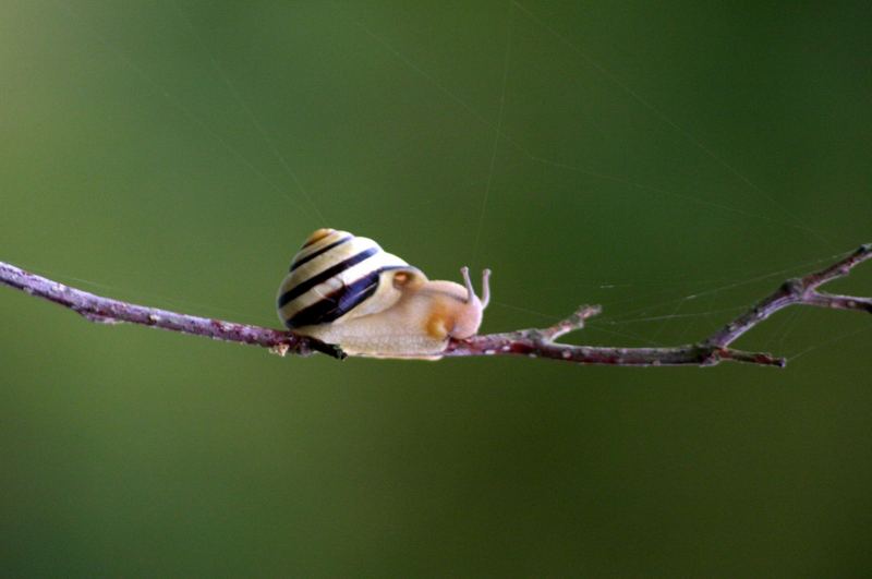 escargot