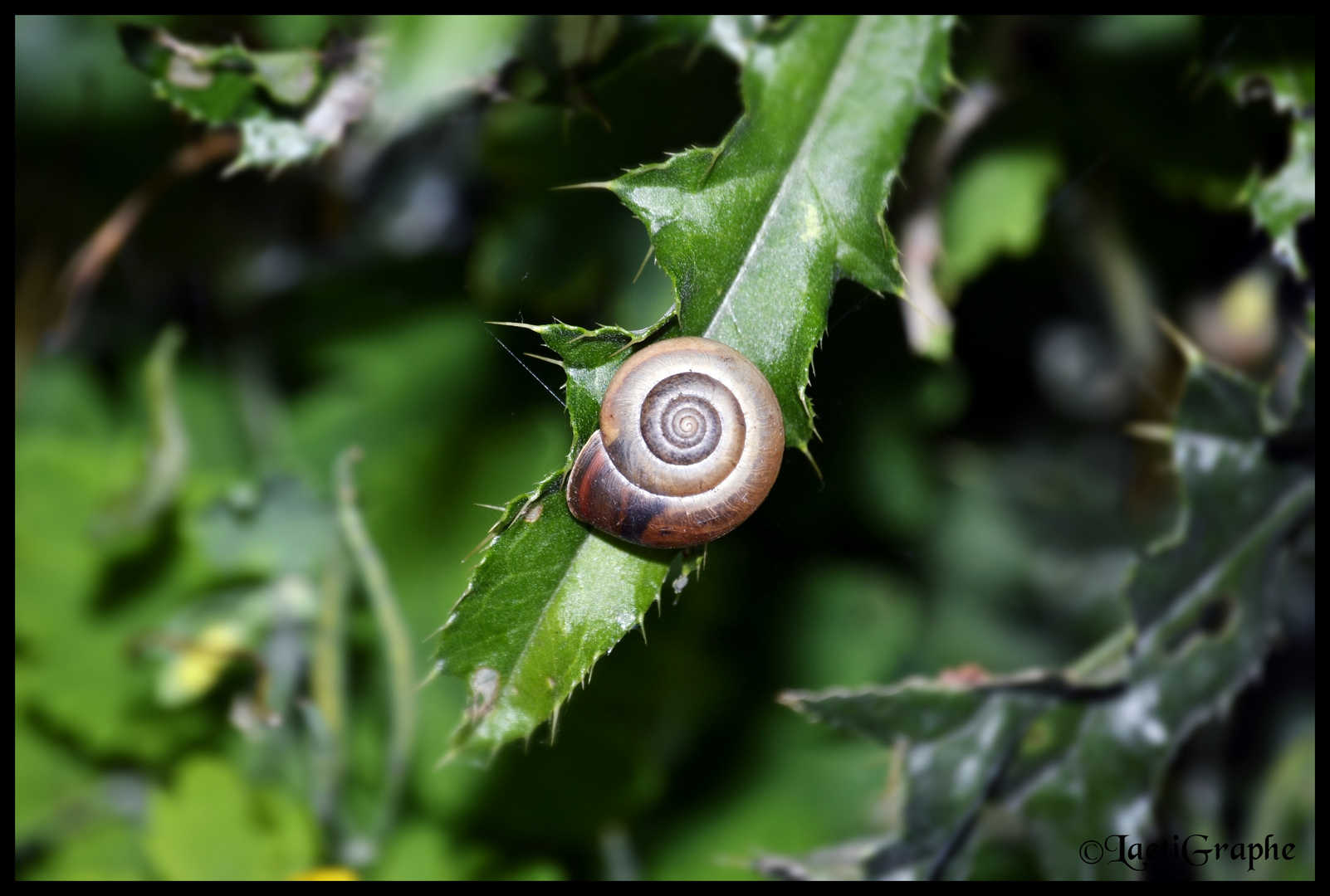 escargot