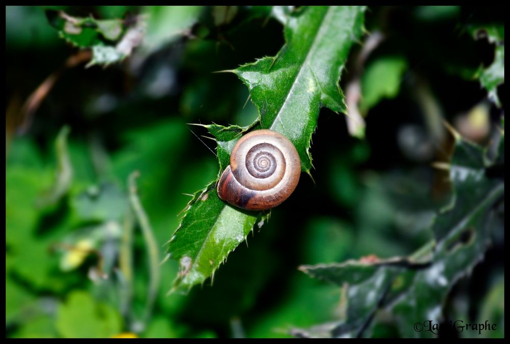 escargot