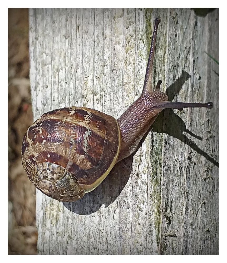 escargot