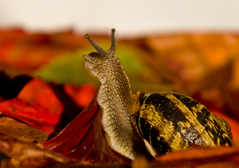 escargot