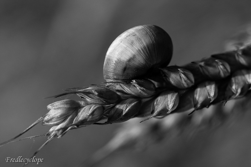 Escargot dans les blés