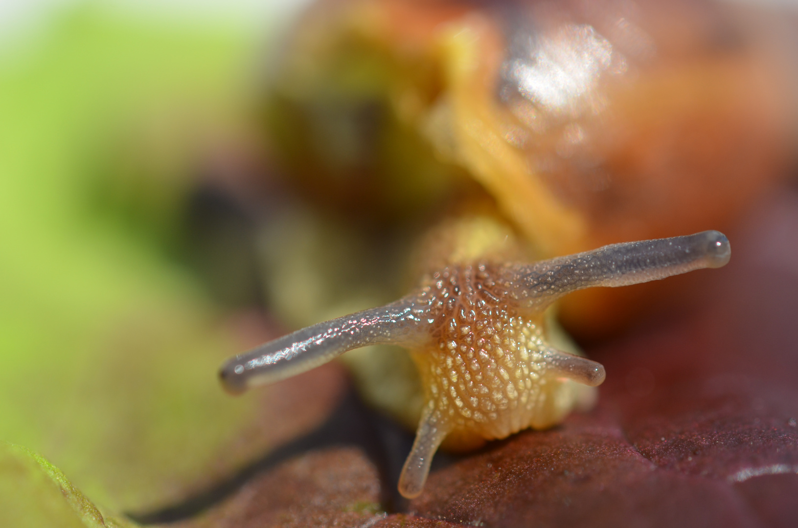 Escargot