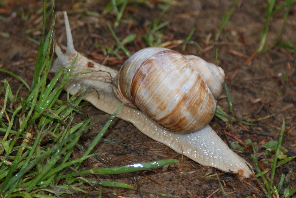 ESCARGOT DE SORTIE DANS LE HAUT JURA