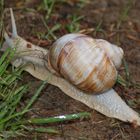 ESCARGOT DE SORTIE DANS LE HAUT JURA