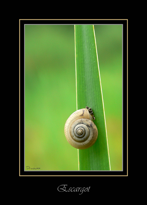 Escargot des Bois