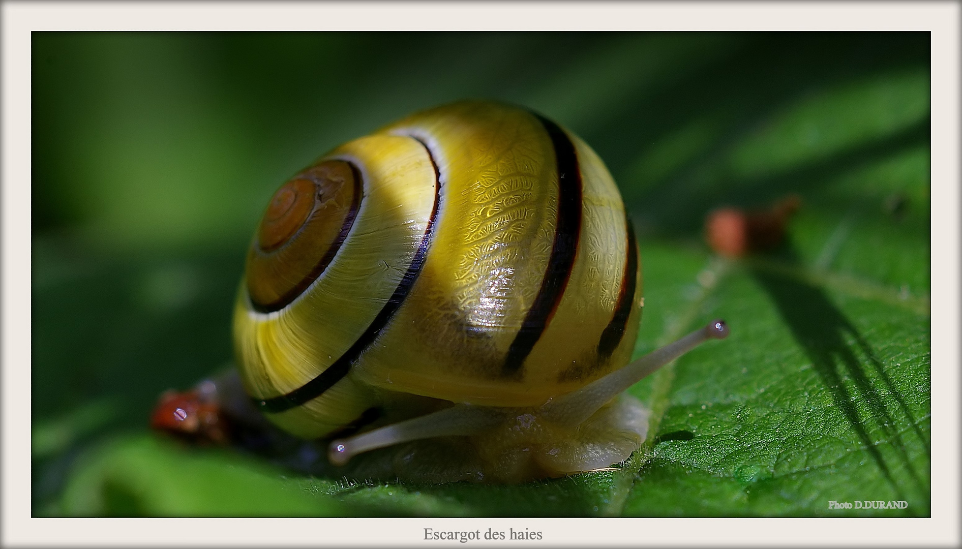 Escargot des haies