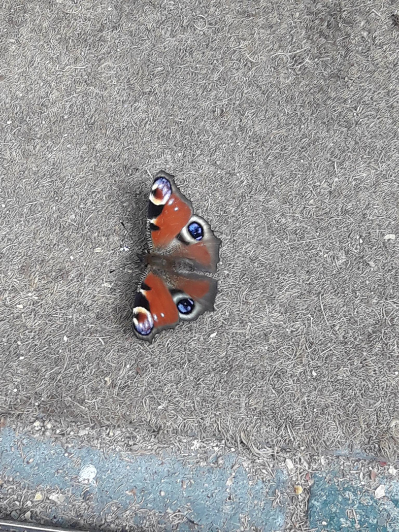 Escargot et papillon de l'étét 2021