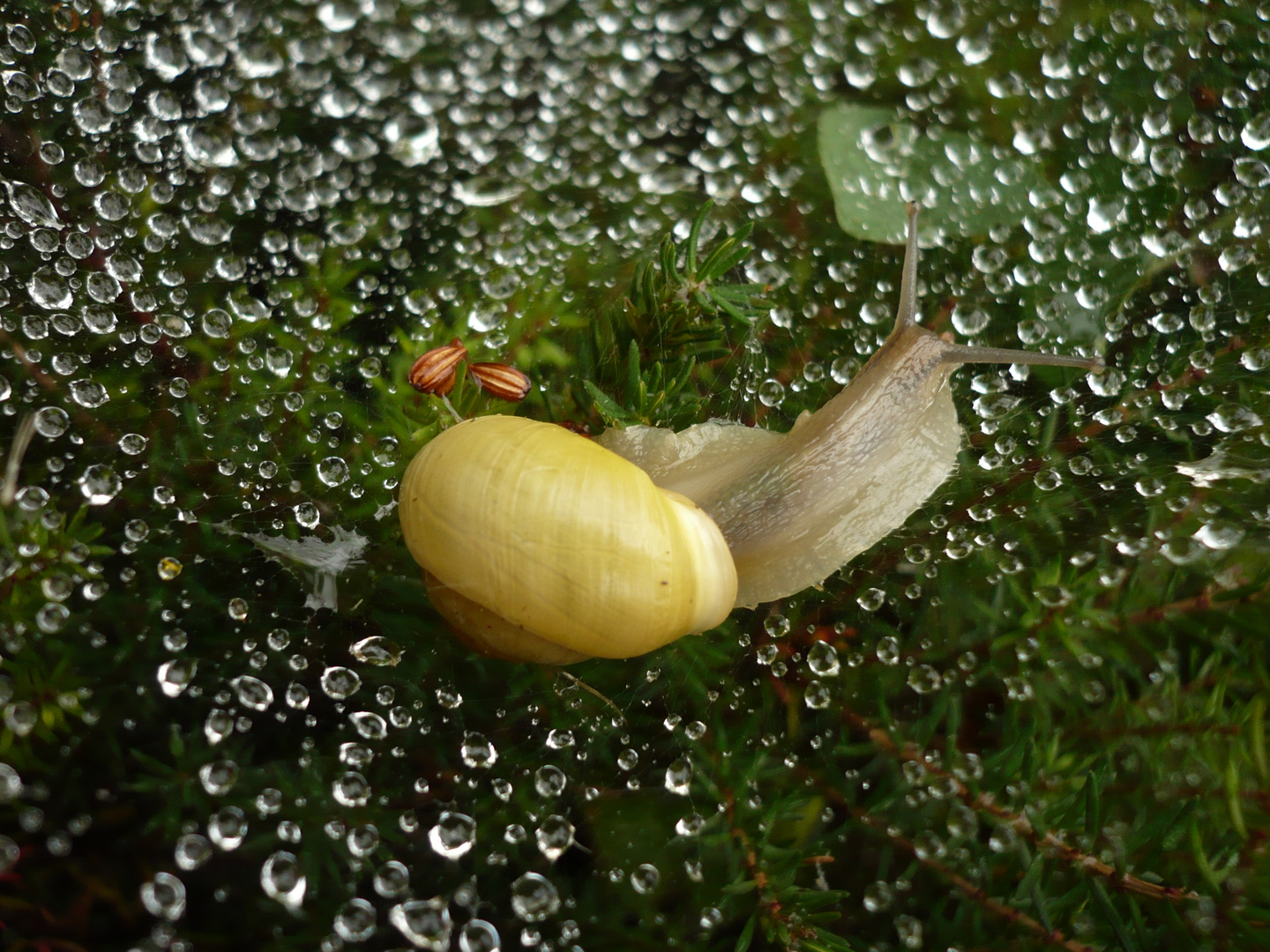 escargot et perles d'eau