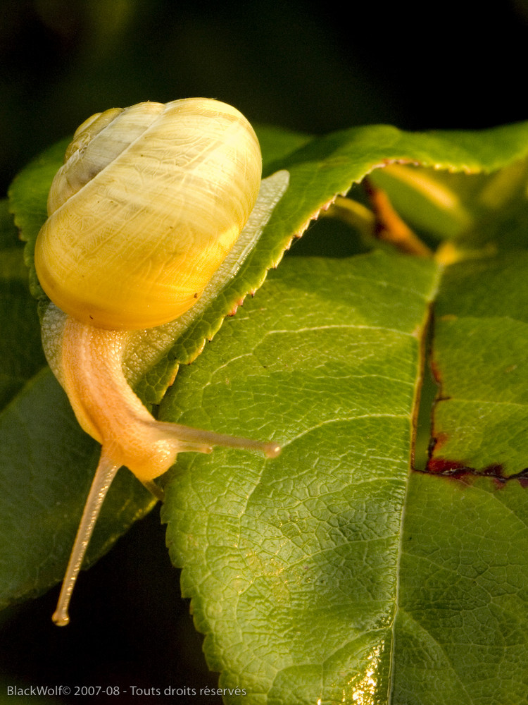 Escargot