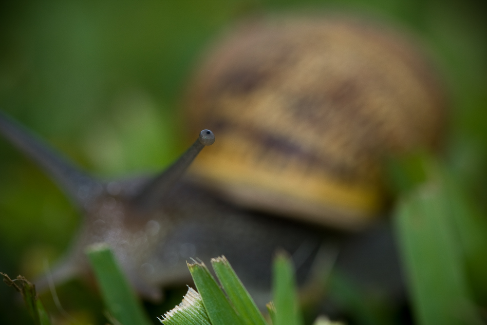 escargot