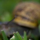 escargot