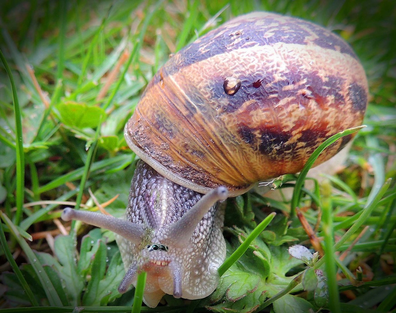 Escargot gourmand