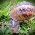 Escargot gourmand