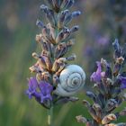 escargot lavande