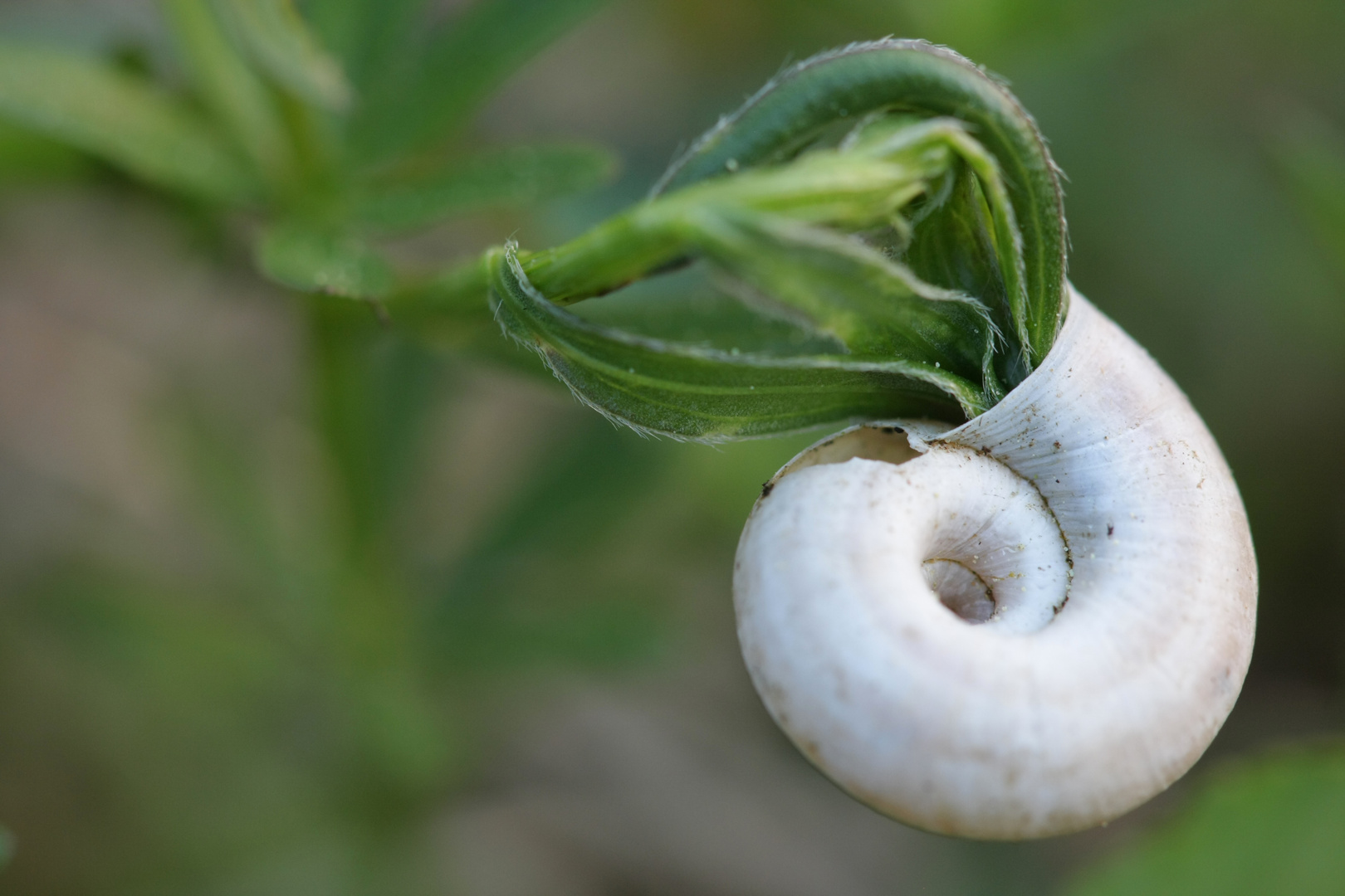 escargot provincial... *g*