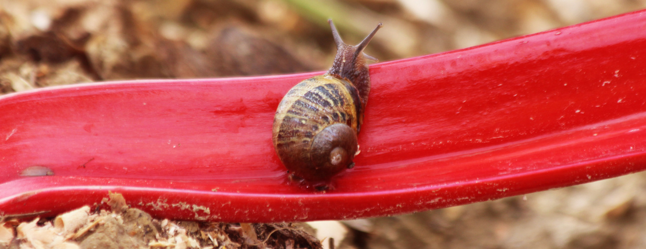 Escargot sur betterave rouge